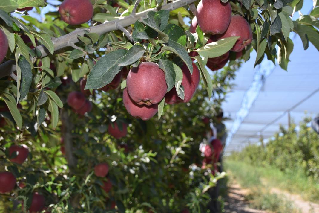 Hasat başladı, bir meyve daha cep yakacak 6